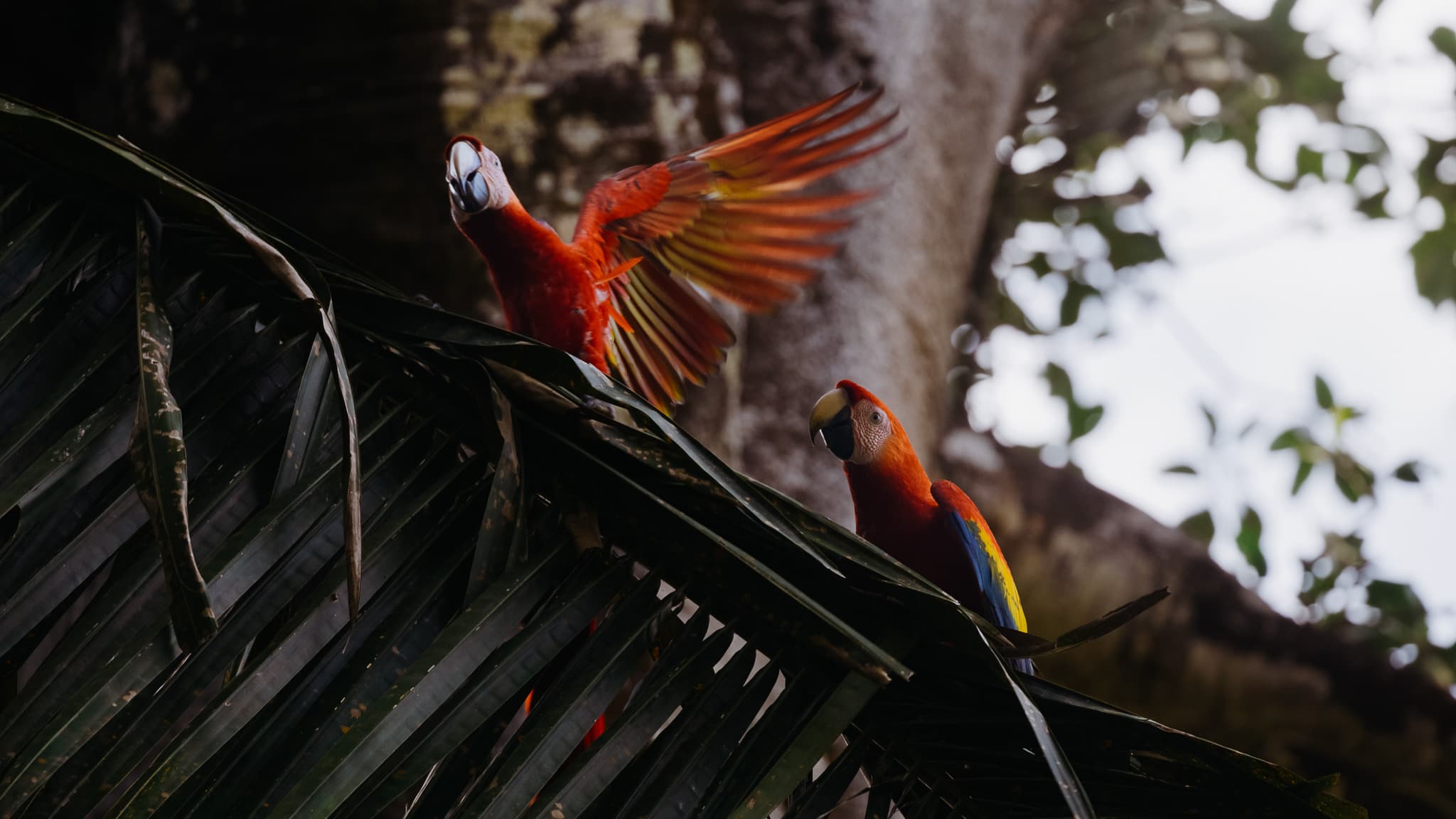 Parrots in Pavones