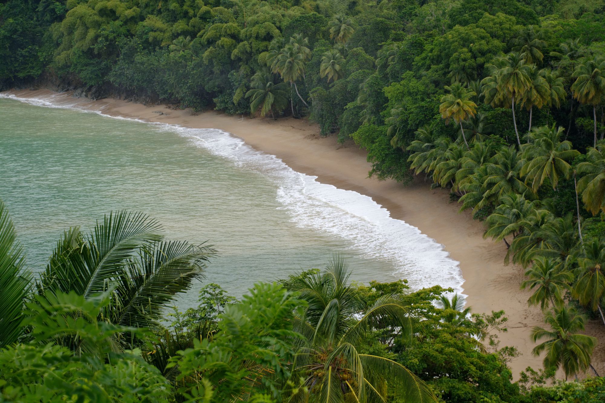 Palm trees line the sandy beaches of Trinidad and Tobago, one of the Caribbean's top surf spots