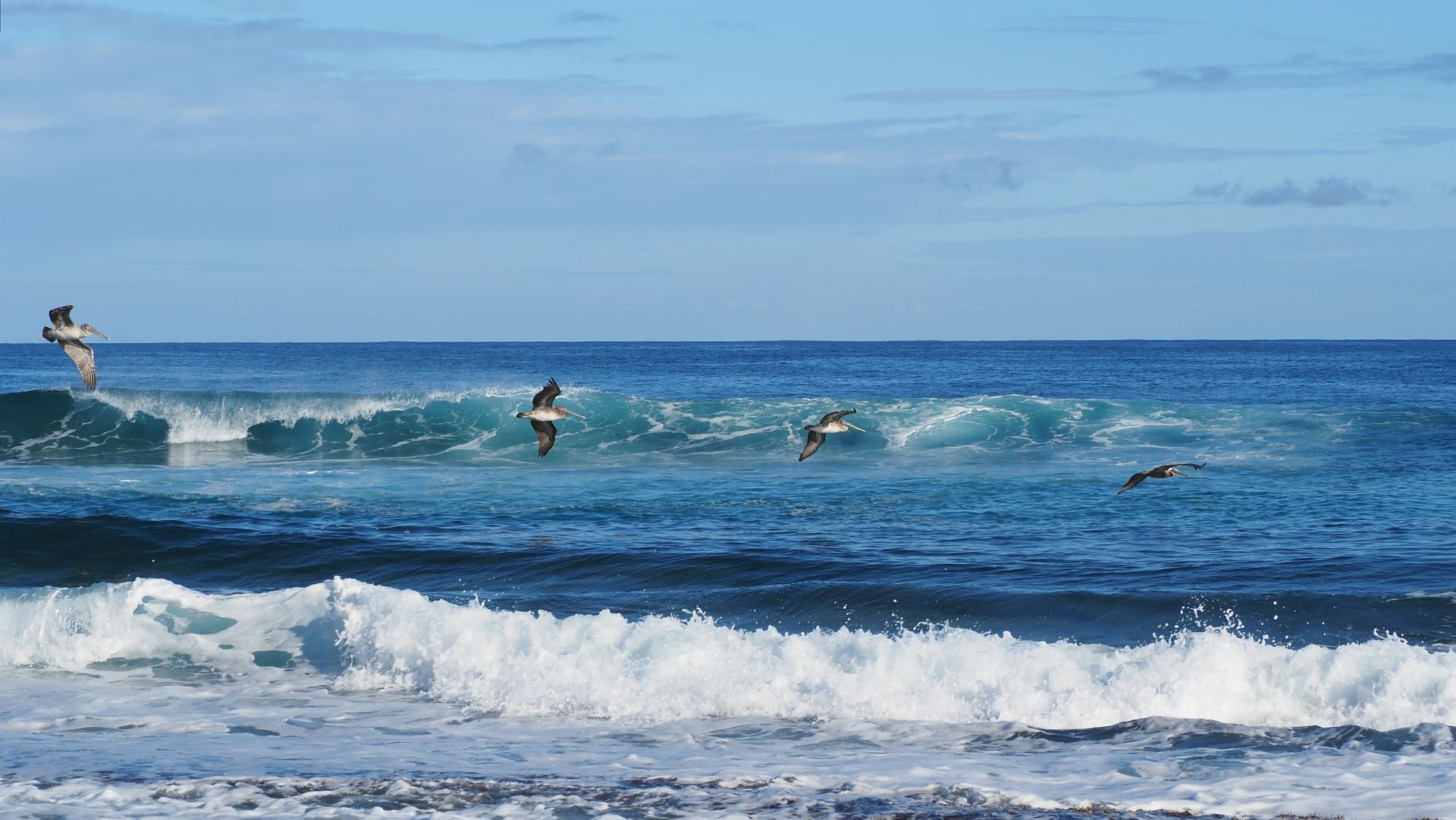 Pelicans fly past a perfect, empty wave off the coast of Puerto Rico