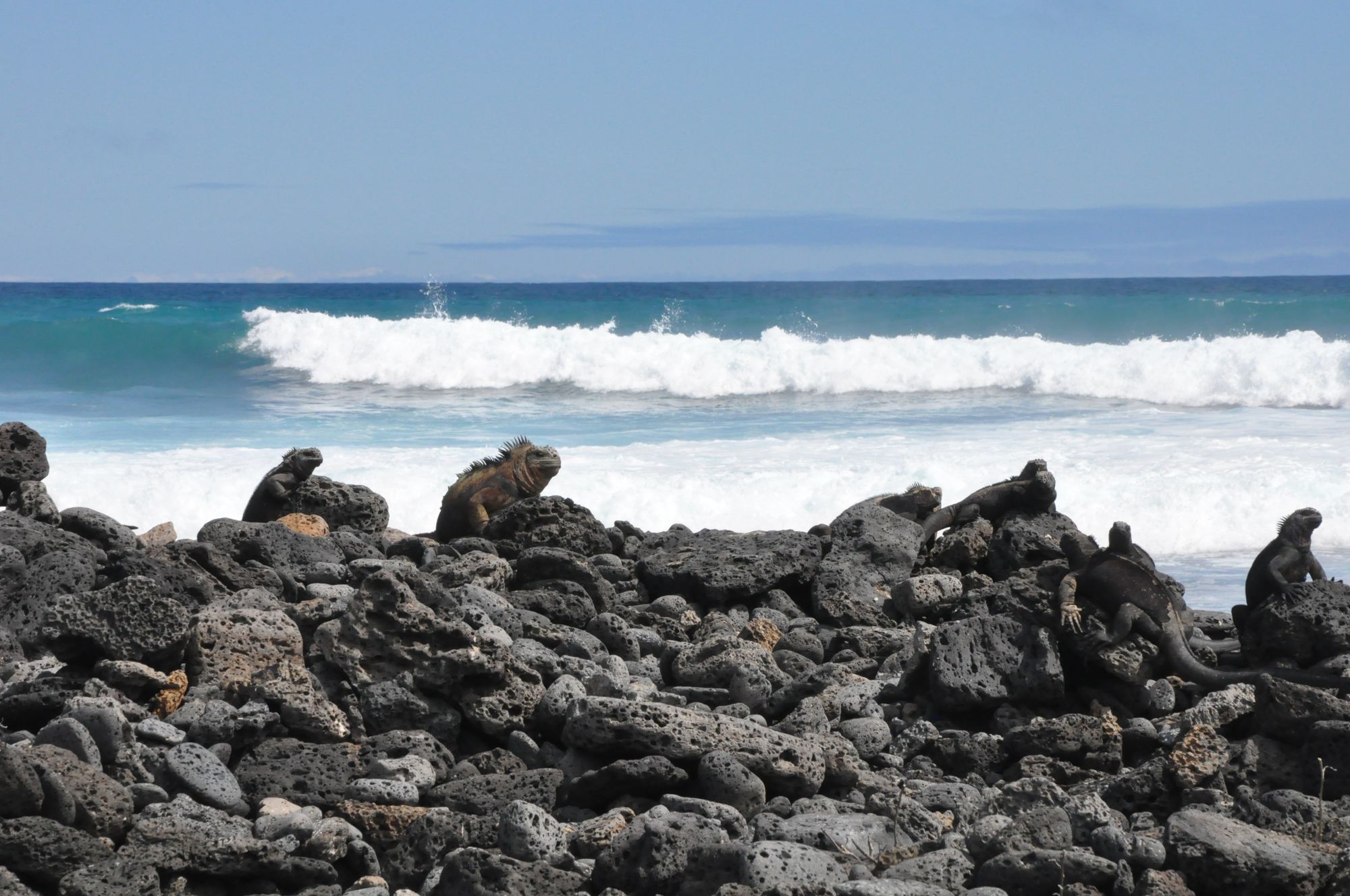 Iguanas sunning near a surf spot on Isabela Island