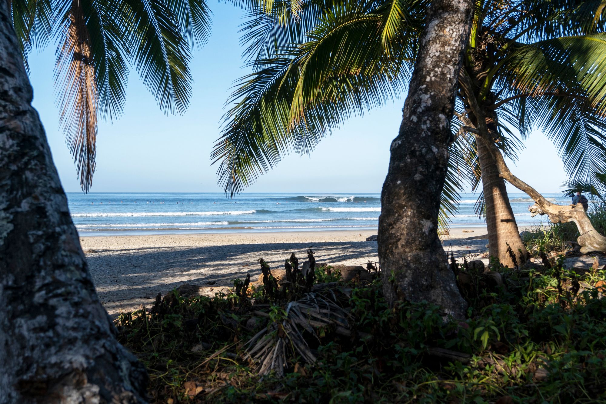 Looking at an a-frame peak through the palm trees at Santa Teresa, Costa Rica