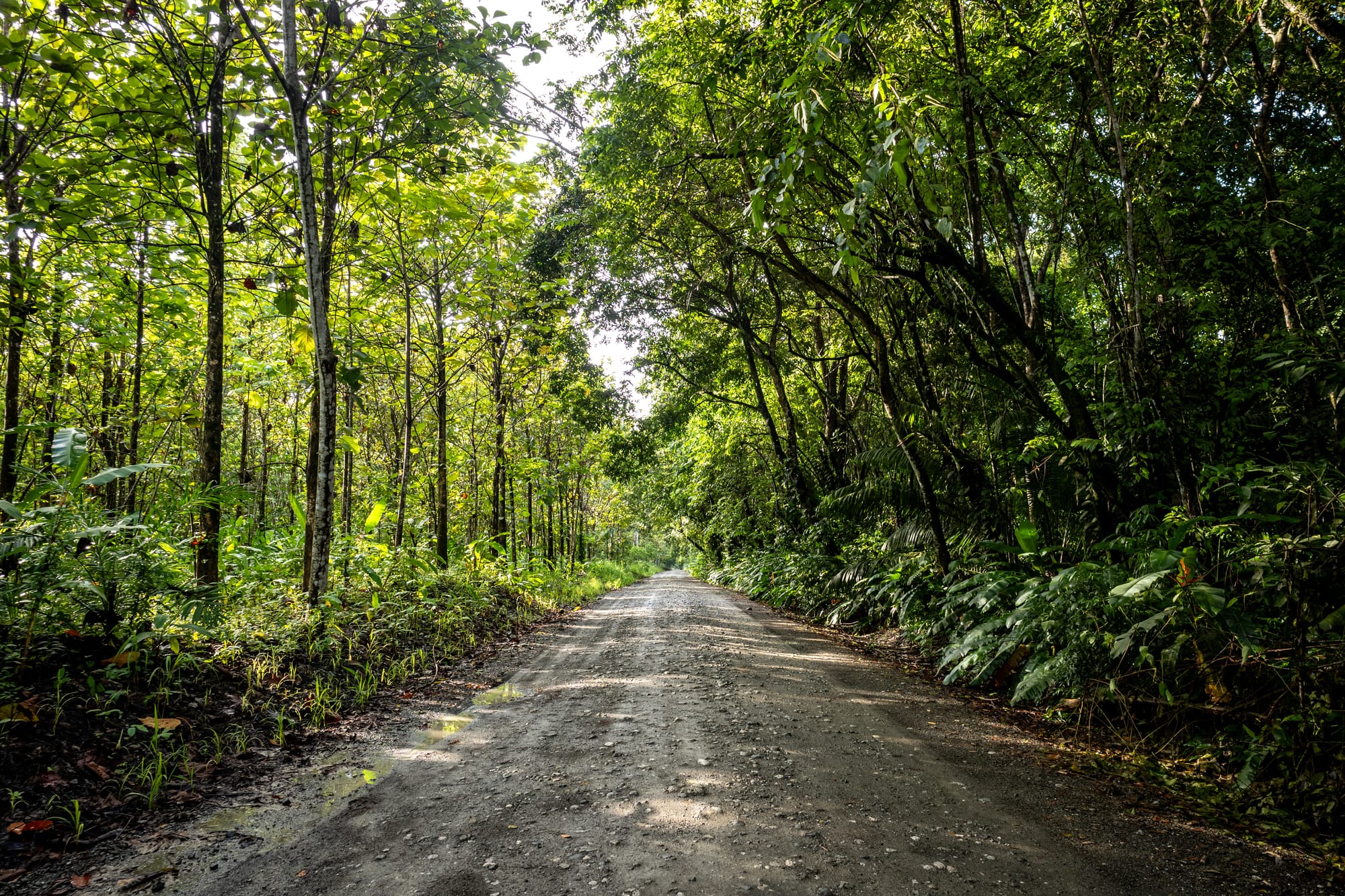 Into the Jungle with Mayköl Espinoza